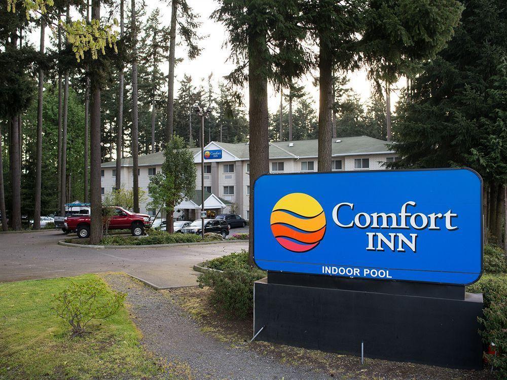 Comfort - Olympia 3* Lacey